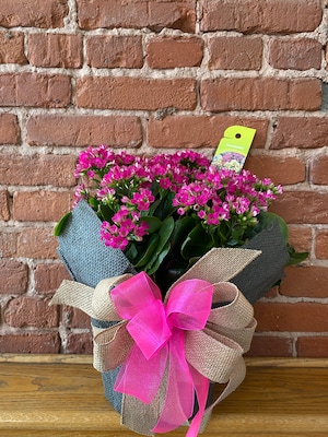 Blooming Plant (style may vary)